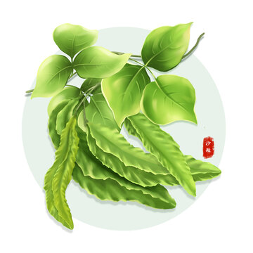手繪角豆插畫