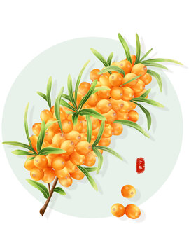 手繪沙棘包裝插畫