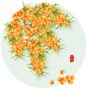 手繪沙棘包裝插畫