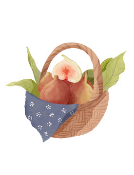 無(wú)花果國(guó)潮國(guó)風(fēng)水彩插畫