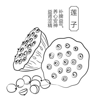 蓮子線稿