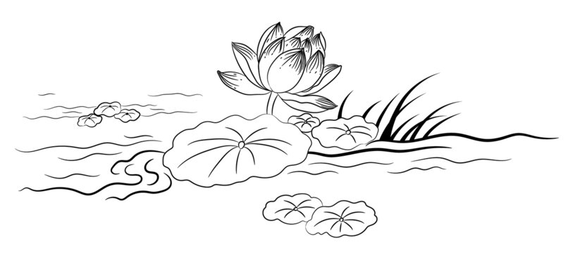 荷花