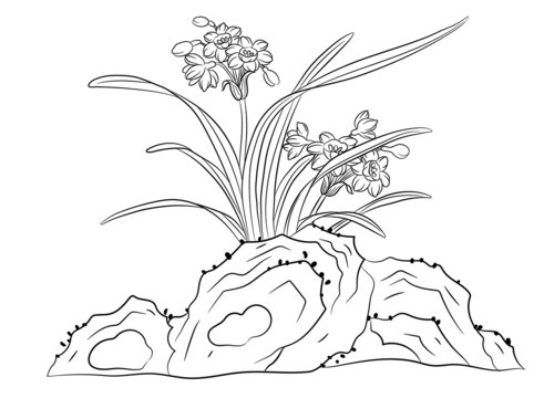水仙花