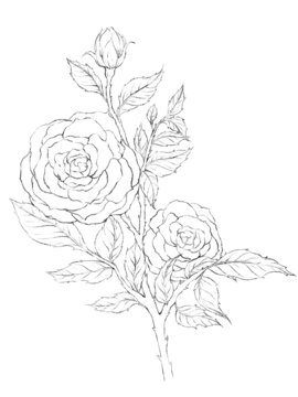 手繪花卉玫瑰線稿