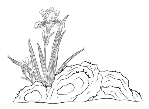 鳶尾花