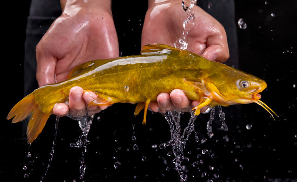 黃骨魚