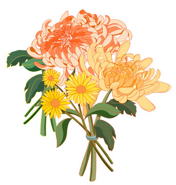 手繪菊花素材