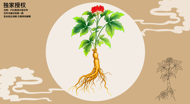 手繪野生人參