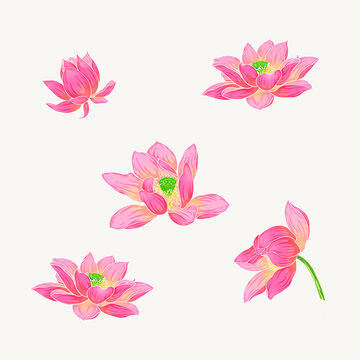 手繪荷花