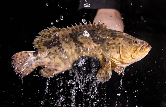 石斑魚