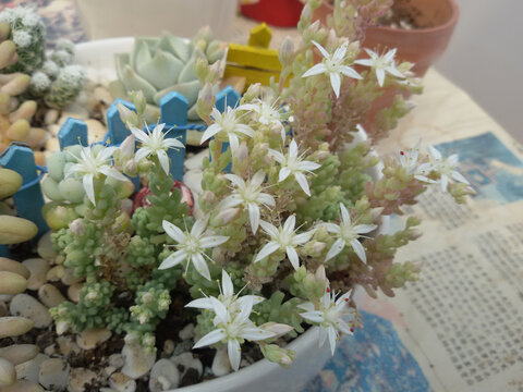 薄雪萬年草開花