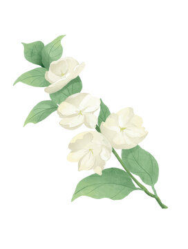 茉莉花花朵水彩插畫