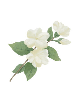 茉莉花花朵水彩插畫