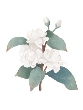 茉莉花花朵水彩插畫