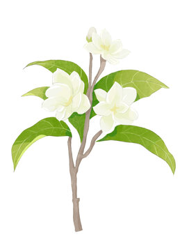 茉莉花花朵水彩插畫