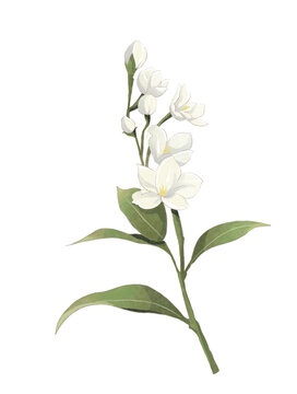 茉莉花花朵水彩插畫