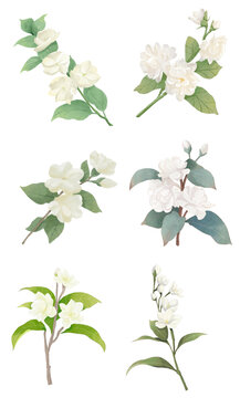 茉莉花花朵水彩插畫