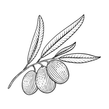 橄欖插畫插畫線稿植物
