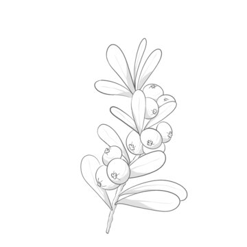 冬青植物線稿插畫