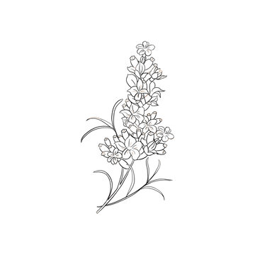 薰衣草植物線稿插畫
