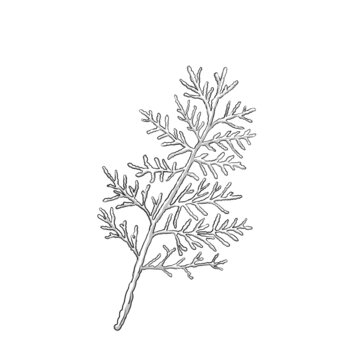 雪松植物線稿