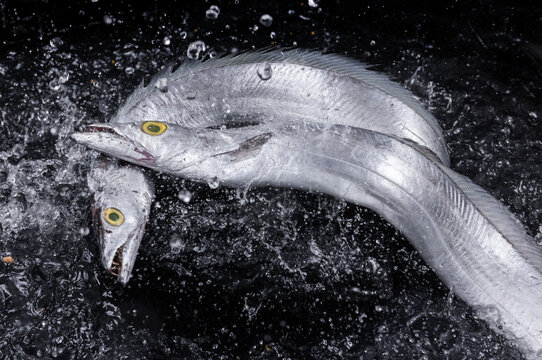 大帶魚