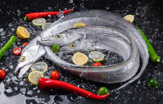 東海帶魚