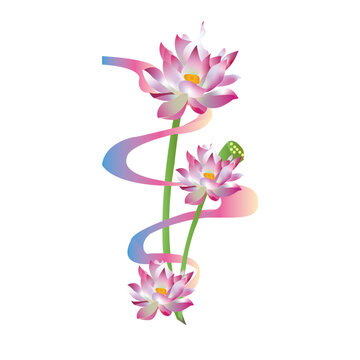 荷花