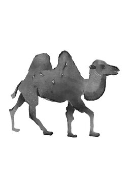 駱駝