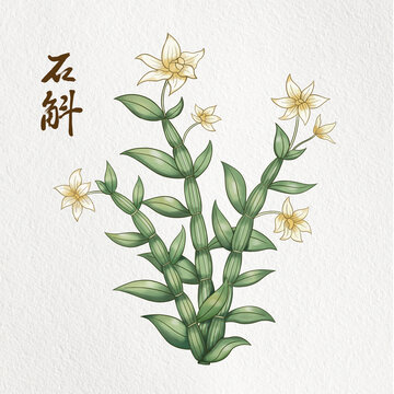 石斛插畫