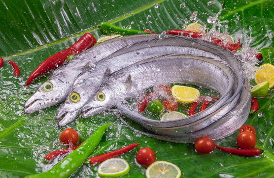 帶魚