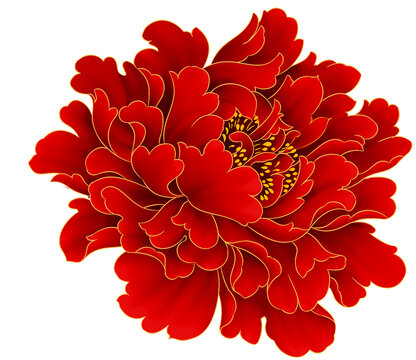 紅色牡丹花
