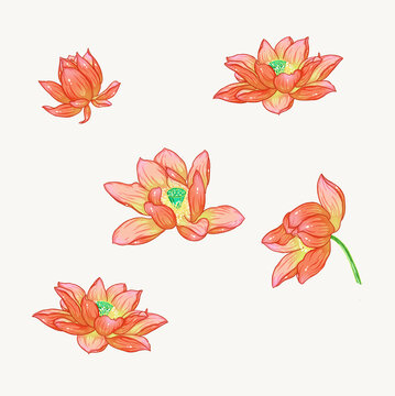 荷花