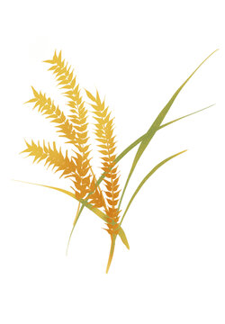 麥穗