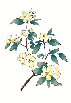 山梅花