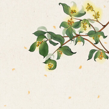 桂花樹(shù)