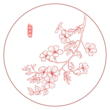 線描凌霄花
