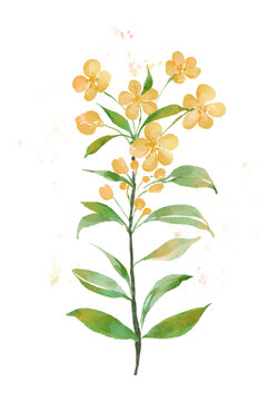 野花