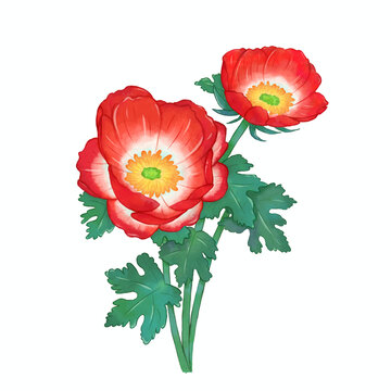 手繪紅色虞美人