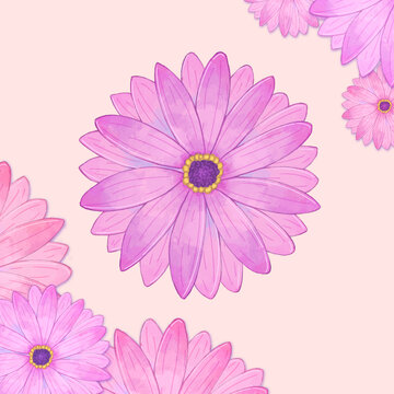 紫色雛菊