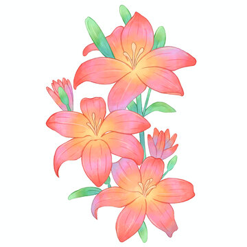 手繪百合花