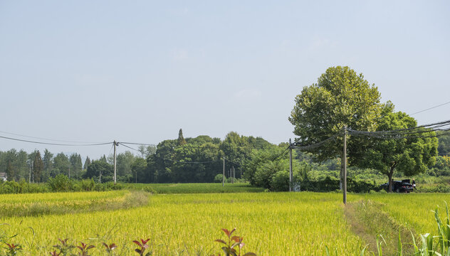 水稻稻田