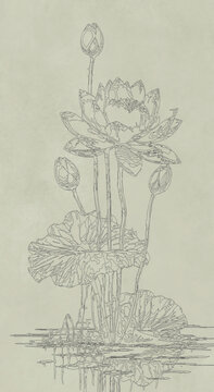 荷花線描稿