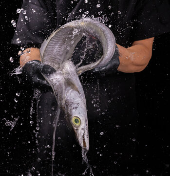 帶魚(yú)