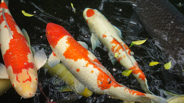 魚