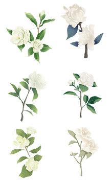 梔子花花朵水彩插畫