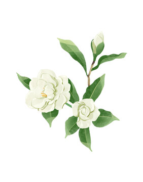 梔子花花朵水彩插畫
