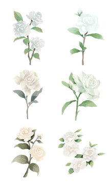 梔子花花朵水彩插畫