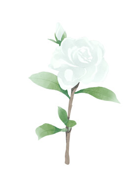 梔子花花朵水彩插畫