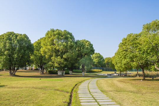 樹(shù)林小路